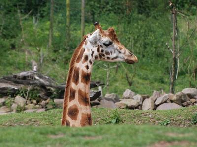 Friedrich giraffe