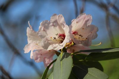Rkm 2018 ii weisse rhododendron bluete