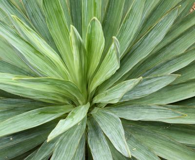 Agave