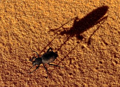kleine Spinne, ganz groß