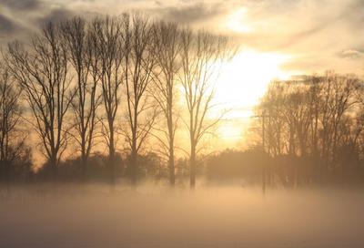 Morgennebel am Meerfelder Bruch