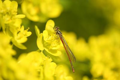 Libelle