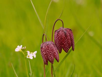 Schachbrettblume im Gras