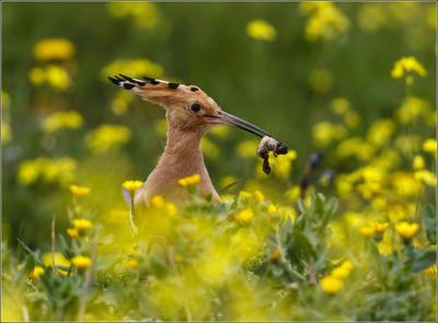 Der frühe Vogel