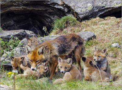 Familie Fuchs