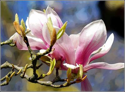 Magnolie