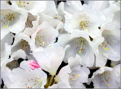 Rhododendron