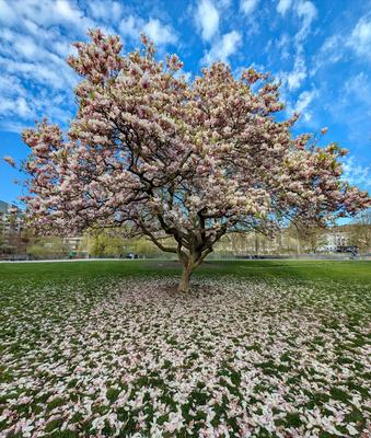 Magnolialitis - Volmepark, Hagen
