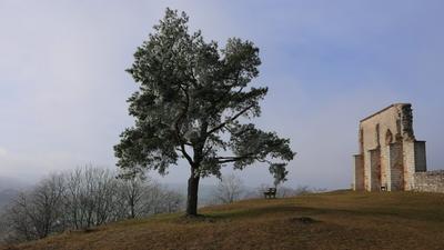 Einzelbaum