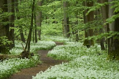 Bärlauchblüte - Craula, Nationalpark Hainich, Thüringen
