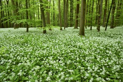 Bärlauchblüte - Craula, Nationalpark Hainich, Thüringen