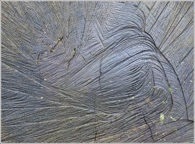 Holz
