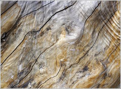 Holz