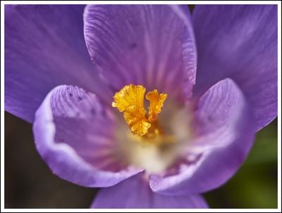 Krokus