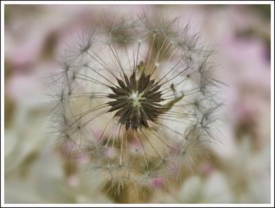 Pusteblume