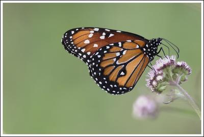 Monarchfalter