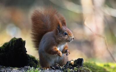 Eichhörnchen