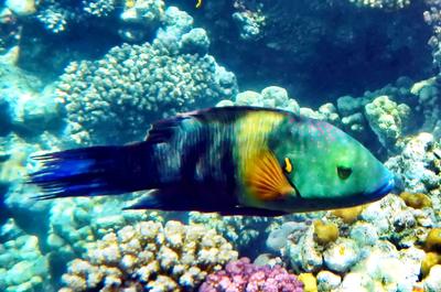 Besenschwanz-Lippfisch