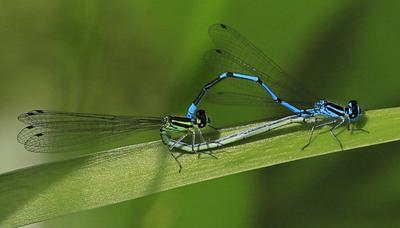 Nachwuchs