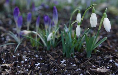 Frühling